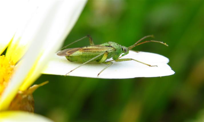 Miridae: Closterotomus norwegicus  del Portogallo
